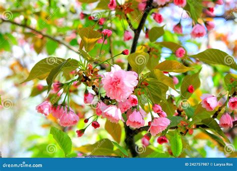 The First Flowers And Leaves Of Japanese Cherry Tree Sakura Blossom In Garden Bud In Spring On