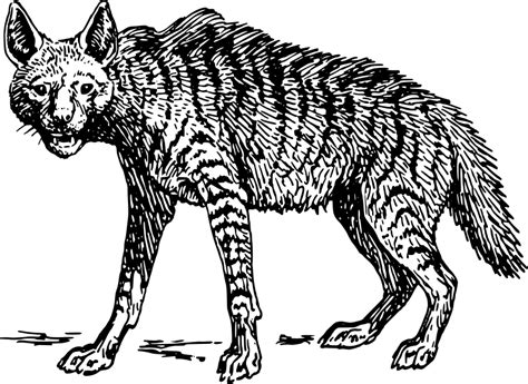 She is fascinated with all sorts of insects and bugs. Free Hyena Coloring Pages