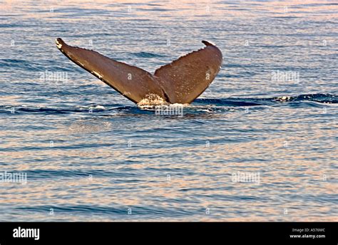 Humpback Whale Sounding Megaptera Novaeangliae Stock Photo Alamy