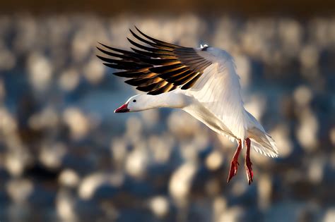 Free Download Resolution Snow Geese Awesome Snow Geese Photo Super Hd