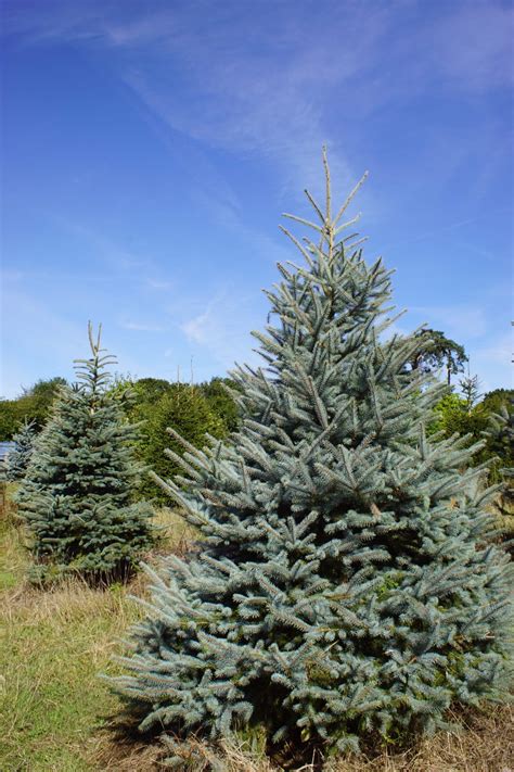 Welcome to the famous dave's garden website. Blue Spruce Tree Guide - Send Me A Christmas Tree