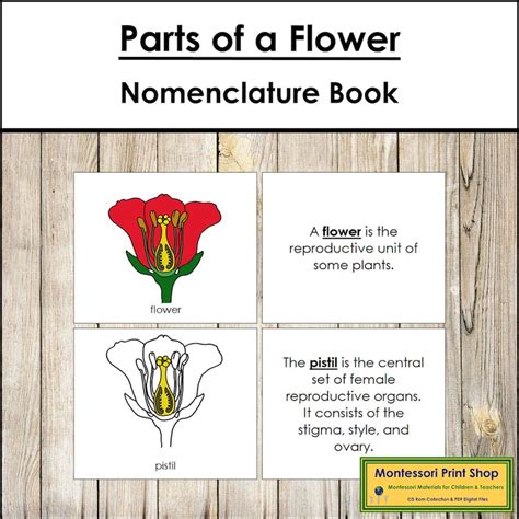 Parts Of A Flower Nomenclature Book Montessori Botany Printable