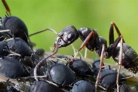 mimpi banyak semut hitam di rumah