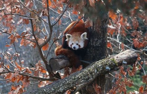 Un Bébé Panda Roux Est Né Au Parc Animalier Dauvergne Dardes Sur