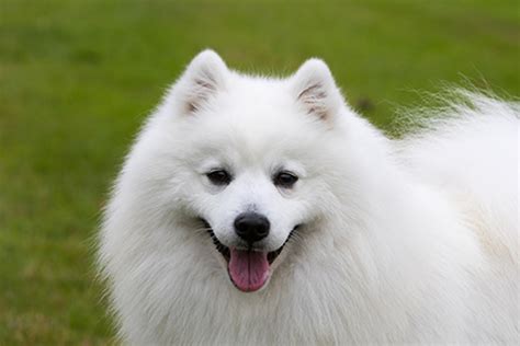 Japanese Spitz Breeds A To Z The Kennel Club