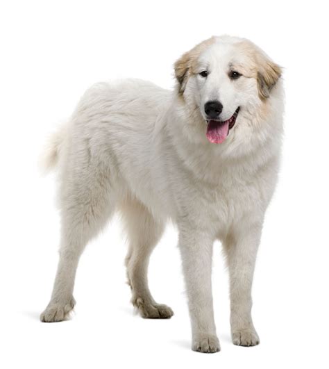 Great Pyrenees Dog Breed Info And Characteristics