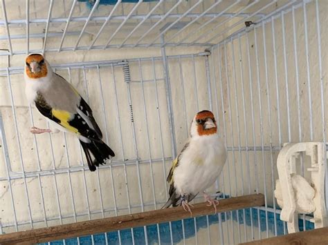 Siberian Eumo Goldfinch Cocks For Sale Birdtrader