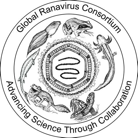 New Online Class On Ranaviruses Being Offered Brunner Lab