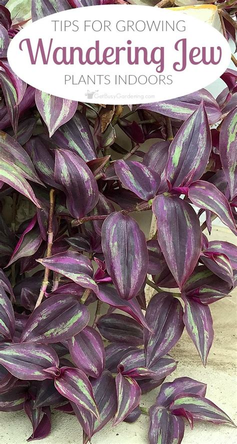 This houseplant is easy to grow and propagate at home, requiring very simple inch plants are valued for their vigorous growth and colorful foliage, which can be striped with white, green, silver, or purple! Wandering Jew Plant Care: Tips For Growing Wandering Jew ...