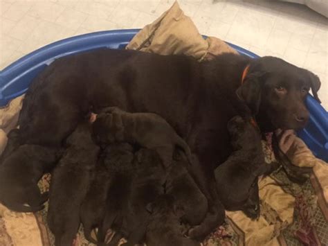 Mom from working lines bred from hungarian imports dad is from show lines with crufts supreme champion in his pedigree. Labrador Retriever puppy dog for sale in hillsboro, Ohio