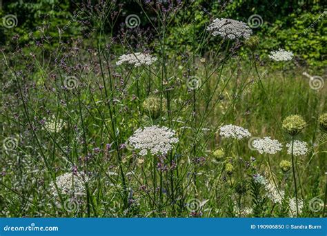 Queen Anne S Lace With Wildflowers Stock Photo Image Of Meadow