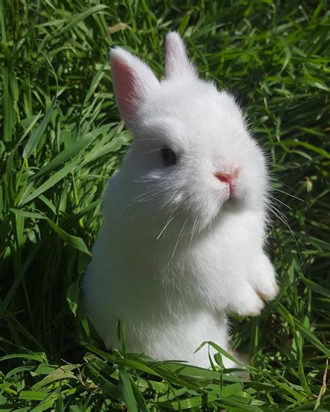 Cute Bunny Pictures Of Our Adorable Fluffy Little Friends We Love