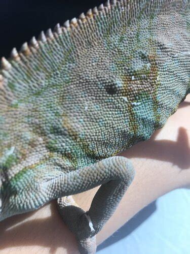 My Chameleon Has Bumps On Him Chameleon Forums