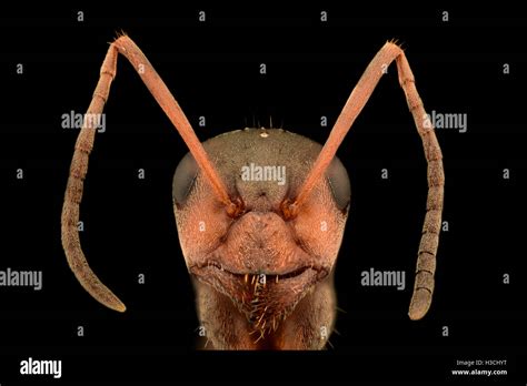 Extreme Close Up Ant Hi Res Stock Photography And Images Alamy