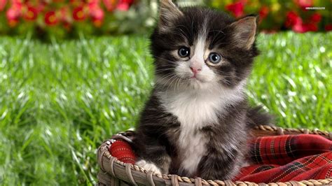 Happy Kittens Hd Wallpapers I Have A Pc I Have A Pc