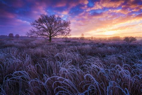 First Frost At Sunset Hd Wallpaper Background Image