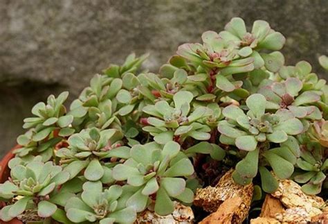 Photo Gallery Sedum Glaucophyllum 1 About