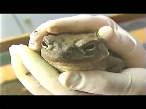 Licking Toad To Get High YouTube
