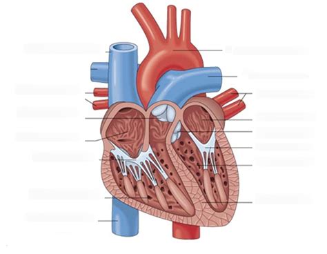 Med Term Chapter 5 Labeling Heart Diagram Quizlet