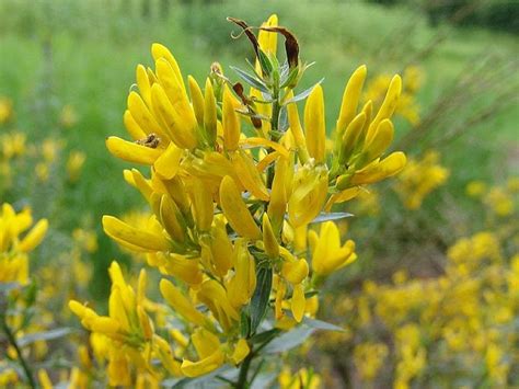 Fiori gialli fiore consegna, fiori per giardini, emirati arabi uniti offre consegna lo stesso giorno fiore fiori mediterranei formula t gocce 20 ml. Fiori Gialli Mediterranei : Pianta Phlomis In Vaso 7cm ...