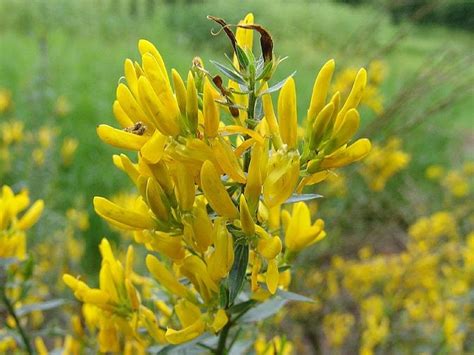 I fiori maschili sono bianchi e riuniti in glomeruli, quelli femminili sono isolati e avvolti in brattee. Fiori Gialli Mediterranei : Pianta Phlomis In Vaso 7cm ...