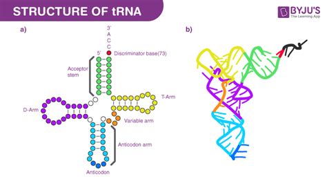 Describe The Structure Of Trna Molecule