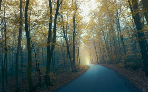 Road Forest Trees Fog Morning Autumn Wallpaper