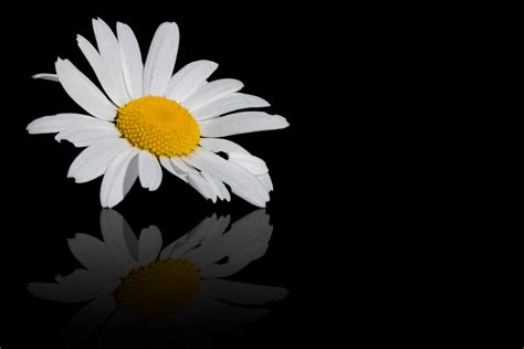 Daisy Black Background Free Stock Photo Public Domain Pictures