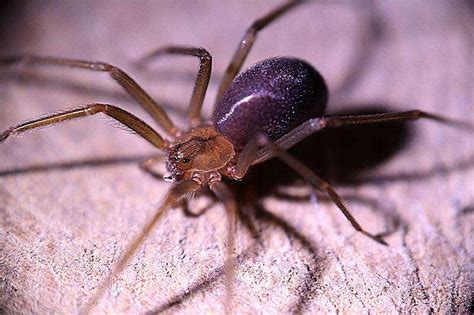 Brown Recluse Vs House Spider Six Major Differences