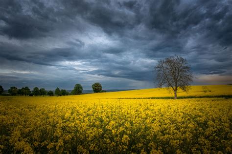 Wallpaper Sky Cloud Yellow Flowers Free Pictures On Fonwall