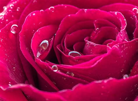 Free Download Hd Wallpaper Beautiful Red Rose Dew Drops Red Rose