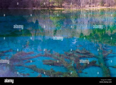 Jiuzhaigou Five Flowers Lake China Asia National Park Spring