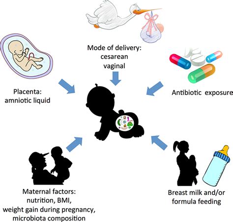 Human Gut Microbiota And Obesity During Development Intechopen The