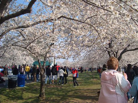 Filecherry Blossom Festival Washington Dc Wikipedia The Free