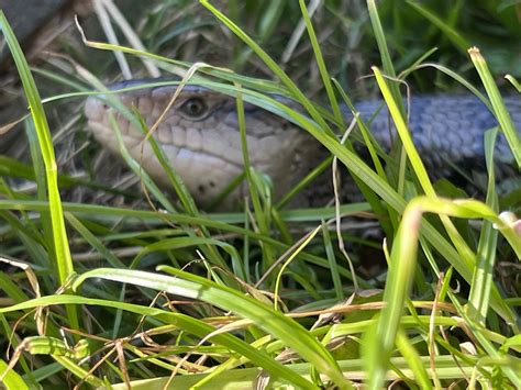 Hot weather means Outside Time for Dora! : r/bluetongueskinks