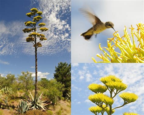 Check spelling or type a new query. Once per 100 Years - Century Plant - with flowers in bloom ...