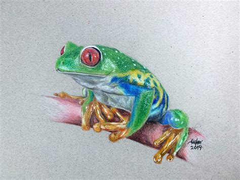 Red Eyed Tree Frog In Colored Pencil On Cardboard Art Amino