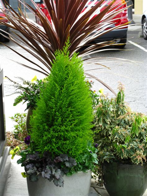 Cupressus macrocarpa ' goldcrest ' golden monterey cypress. Wilma Goldcrest Monterey Cypress | Plants4Home