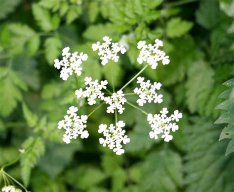 Filnore Woods Blog Pignut A Smaller Version Of Cow Parsley