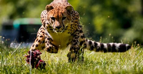 Raising a cheetah ambassador at the Cincinnati Zoo