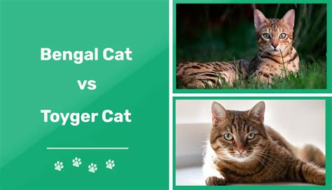 Bengal Vs Toyger The Main Differences With Pictures Pet This And That