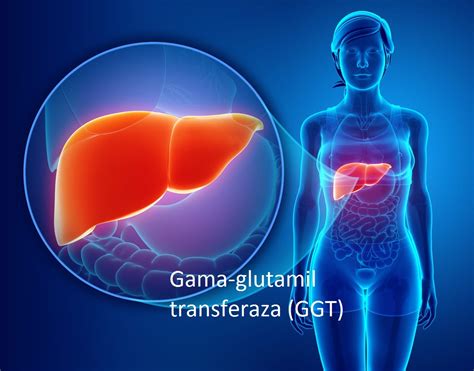 Para Que Serve O Exame Gama Glutamil Transferase