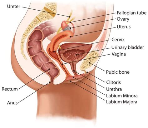 Amazon Com Female Urinary System Anatomy Chart Cool Wall My XXX Hot Girl