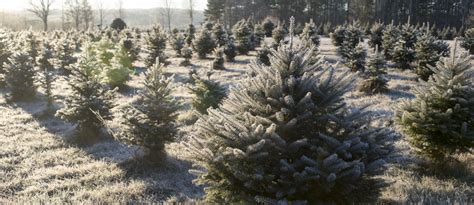 It is symmetrical and pyramidal, with uniform branches that are dense and. Third Stone Christmas Tree Farm, Barnstead, NH | A New ...