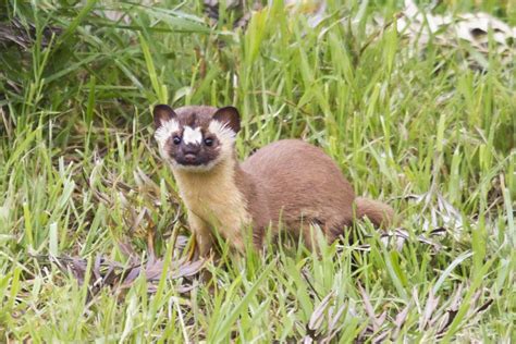 Long Tailed Weasel Utah Mammals · Biodiversity4all