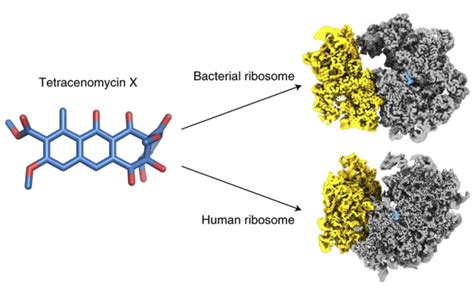 Skoltech A New Antibiotic Binding Site Was Found In The Ribosome New