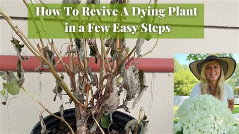 How To Revive A Dying Plant In A Few Easy Steps Youtube