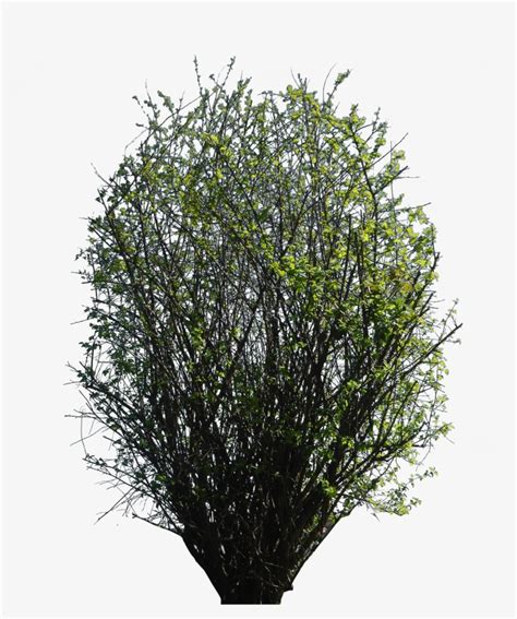 Bush Texture Png Transparent Png 2987x3430 Free Download On Nicepng