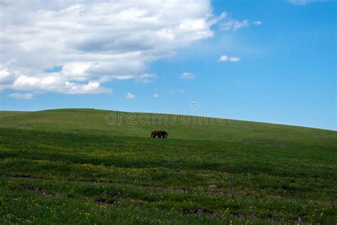 Beautiful Green Mountain Valley With Grazing Horses Mountain Valley