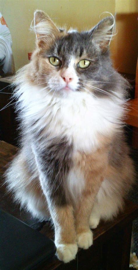 Pin By Hellie Love Cats On ♡ Norwegian Forest Cat Calico ♡ Norwegian